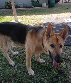 Rescue German Shepherd Dog Dogs for Adoption in Franklin, Ohio - Axel | PetCurious