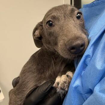 Frank-n-Furter -  Chihuahua and Mixed Breed Dog for Adoption in Abilene, Texas - Frank-n-Furter | PetCurious