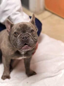 Rescue French Bulldog Dogs for Adoption in Sparta, New Jersey - Alyah | PetCurious