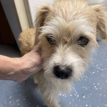 George -  Maltese and Mixed Breed Dog for Adoption in Casa Grande, Arizona - George | PetCurious