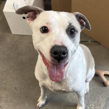 Tooley -  Terrier Dog for Adoption in Tampa, Florida - Tooley | PetCurious