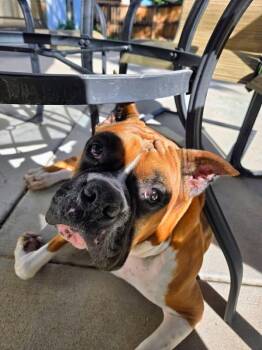 Maya Grace -  Boxer Dog Available for Adoption in Colorado Springs, Colorado - Maya Grace | PetCurious