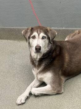 Siberian Husky and Mixed Breed Dogs Available for Adoption in Las Vegas, Nevada - REESIE | PetCurious