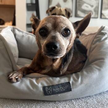 Diesel -  Miniature Pinscher Dog for Adoption in Escondido, California - Diesel | PetCurious