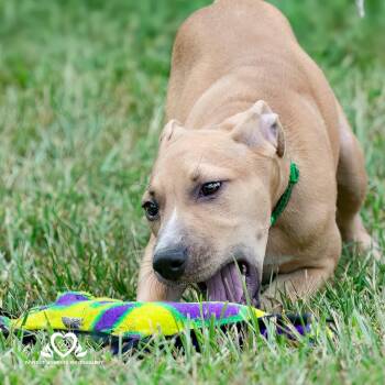 Rescue American Staffordshire Terrier and Labrador Retriever Dogs for Adoption in Houston, Texas - Olimar | PetCurious
