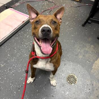 Milk Bone -  Mixed Breed Dog for Adoption in Columbiana, Alabama - Milk Bone | PetCurious
