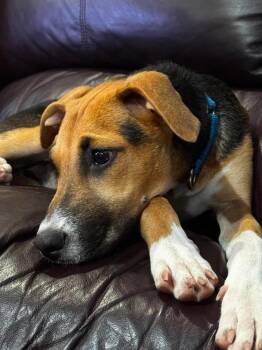 Aria -  Labrador Retriever and Retriever Dog for Adoption in Valley Stream, New York - Aria | PetCurious