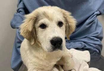 Great Pyrenees Dogs Available for Adoption in Decorah, Iowa - Greyson | PetCurious