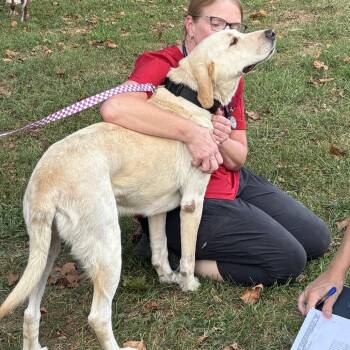 Charlie -  Yellow Labrador Retriever Dog for Adoption in Walden, New York - Charlie | PetCurious