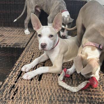 Nessie -  Pit Bull Terrier Dog for Adoption in Patchogue, New York - Nessie | PetCurious