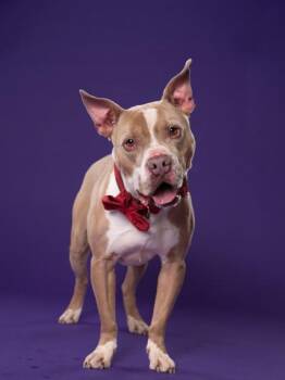 Cash -  Mixed Breed Dog for Adoption in Atlanta, Georgia - Cash | PetCurious