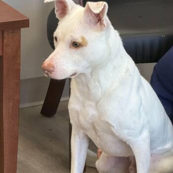 Ghost -  Mixed Breed Dog for Adoption in North Providence, Rhode Island - Ghost | PetCurious