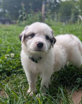 Toadette -  Great Pyrenees Dog for Adoption in Spring Hill, Tennessee - Toadette | PetCurious