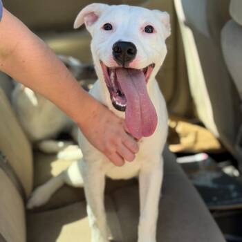 Pickle -  Pit Bull Terrier and Cattle Dog Dog Available for Adoption in Fort Smith, Arkansas - Pickle | PetCurious