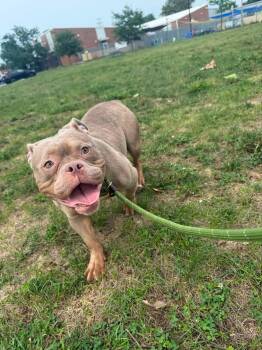 Calypso -  American Bully Dog for Adoption in Cleveland, Ohio - Calypso | PetCurious