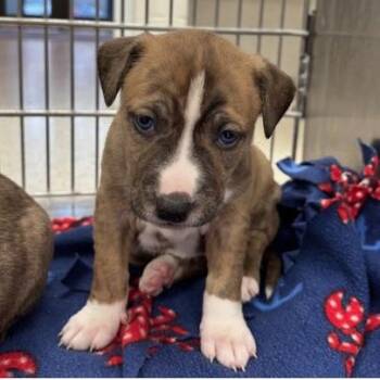 Cinnamon Dolce Latte -  Pit Bull Terrier and Mixed Breed Dog for Adoption in Indianapolis, Indiana - Cinnamon Dolce Latte | PetCurious