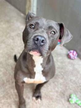Prairie Dawn -  Pit Bull Terrier Dog for Adoption in Chicago, Illinois - Prairie Dawn | PetCurious