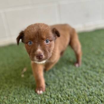 Rescue Mixed Breed Dogs for Adoption in Loxahatchee Groves, Florida - Zuul 1512 | PetCurious