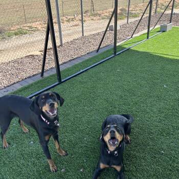 Hound Dogs Available for Adoption - Cleo | PetCurious