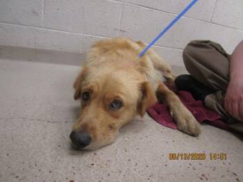 (409) -  Labrador Retriever Dog for Adoption in Marietta, Georgia - (409) | PetCurious