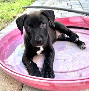 Bubbles -  Pit Bull Terrier and German Shepherd Dog Dog for Adoption in Key West, Florida - Bubbles | PetCurious