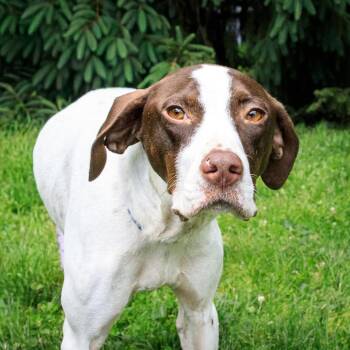 German Shorthaired Pointer and Mixed Breed Dogs Available for Adoption in Versailles, Kentucky - Piper | PetCurious