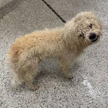 Chowder -  Miniature Poodle and Mixed Breed Dog for Adoption in Kansas City, Missouri - Chowder | PetCurious
