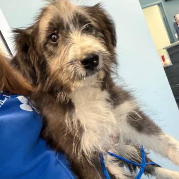 Poodle and Mixed Breed Dogs Available for Adoption in Greensboro, North Carolina - Salmon | PetCurious