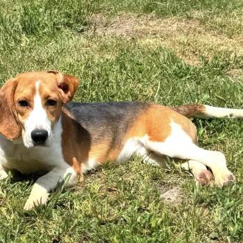 Willie James -  Beagle Dog for Adoption in New York, New York - Willie James | PetCurious