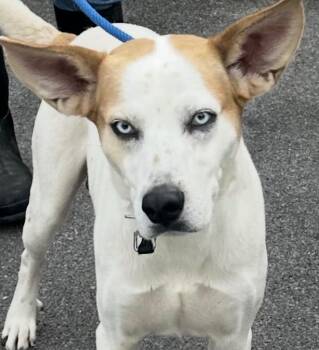 BATMAN -  Australian Cattle Dog Blue Heeler Dog for Adoption in Elizabethton, Tennessee - BATMAN | PetCurious