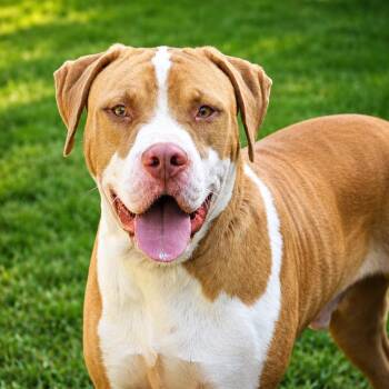 Jad -  Pit Bull Terrier Dog for Adoption in Pine Bluff, Arkansas - Jad | PetCurious
