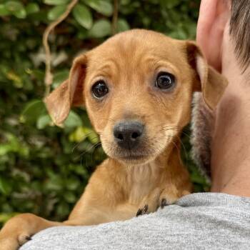 Chihuahua Dogs Available for Adoption - Buttercup - *Available 2/28* Costa Mesa Location | PetCurious