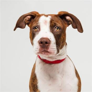 Adele -  Pit Bull Terrier Dog for Adoption in Palm Springs, California - Adele | PetCurious
