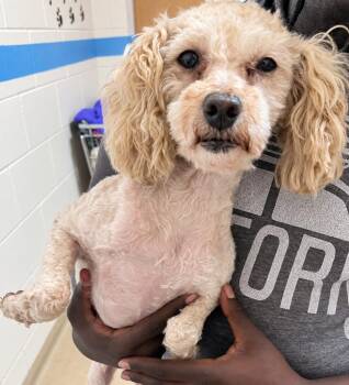 Rumi -  Poodle Dog for Adoption in Lima, Ohio - Rumi | PetCurious