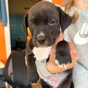 Fig (Female) -  Mixed Breed Dog for Adoption in Bend, Oregon - Fig (Female) | PetCurious