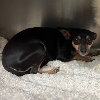 Mixed Breed Dogs Available for Adoption in Lake Jackson, Texas - Doris | PetCurious