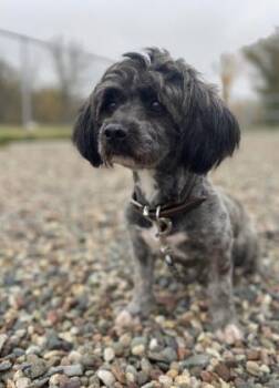 Archie -  Havanese and Mixed Breed Dog for Adoption in Pequot Lakes, Minnesota - Archie | PetCurious