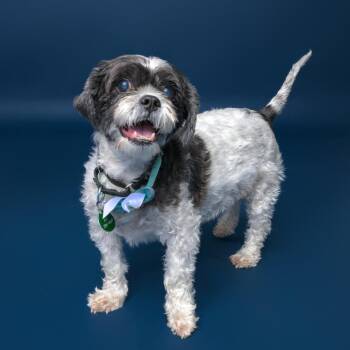 Shih Tzu and Pomeranian Dogs Available for Adoption - Flo--In Foster | PetCurious
