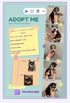 Husky Dogs Available for Adoption - Java - Kona - Latte - Junior - Mojo | PetCurious