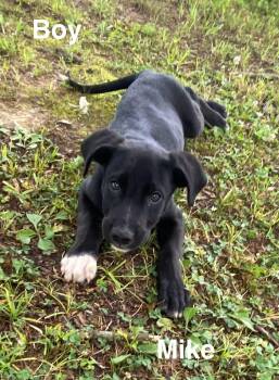 Mike -  Black Mouth Cur and Labrador Retriever Dog for Adoption in Glocester, Rhode Island - Mike | PetCurious