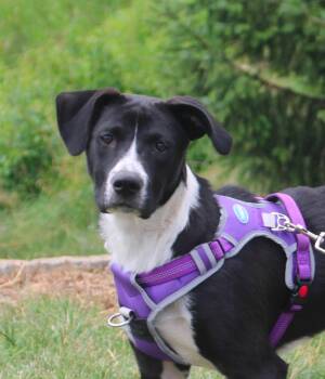 Elsie -  Pit Bull Terrier and Mixed Breed Dog for Adoption in Stuarts Draft, Virginia - Elsie | PetCurious