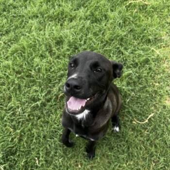 Rescue Black Labrador Retriever Dogs for Adoption in San Antonio, Texas - Karlie | PetCurious
