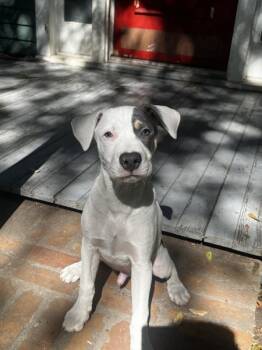 Rescue Mixed Breed Dogs for Adoption in Mobile, Alabama - Lois | PetCurious