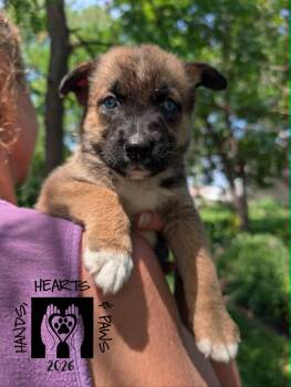Cordelia -  Shepherd and Husky Dog for Adoption in Omaha, Nebraska - Cordelia | PetCurious
