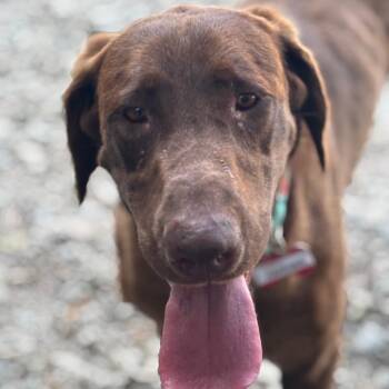 Harding -  Labrador Retriever Dog for Adoption in Wake Forest, North Carolina - Harding | PetCurious