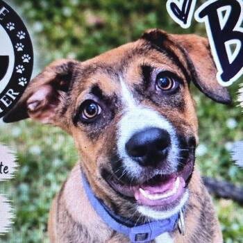 Batrice -  Catahoula Leopard Dog and Shepherd Dog for Adoption in Greenfield, Indiana - Batrice | PetCurious