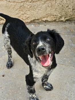 Available for Adoption - Paso (MI, USA) -  Brittany Spaniel and English Setter Dog for Adoption in Chelsea, Michigan - Available For Adoption - Paso (MI, USA) | PetCurious