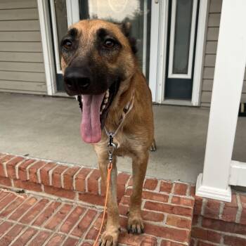 Rescue Belgian Shepherd Malinois Dogs for Adoption in Shiloh, Illinois - Carly | PetCurious