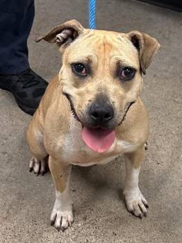 Rescue Pit Bull Terrier Dogs for Adoption in Cleveland, Ohio - Starburst | PetCurious