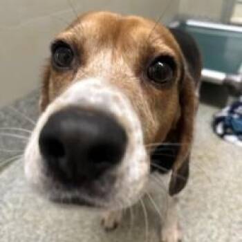 Luca (ID 46090) -  Beagle Dog for Adoption in Manassas, Virginia - Luca (ID 46090) | PetCurious